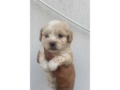 Maltipoo kalite yavrular ırk sağlık garantili
