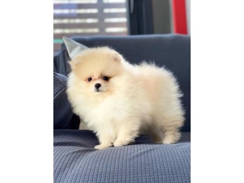 Bizi aramadan karar vermeyin pomeranian yavruları 