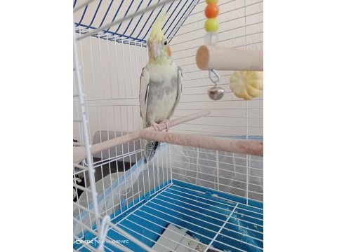 Sultan papağanı 9 aylık erkek