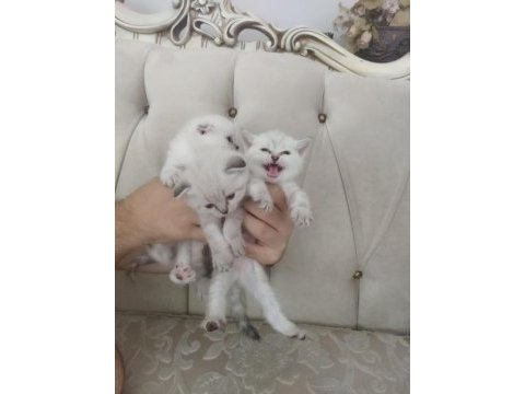Scottish fold blue point yavrularımız