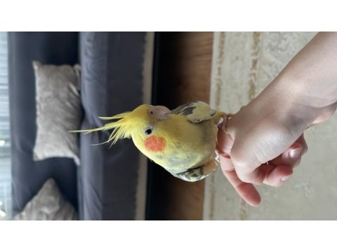 Eğitimli sultan papağanı oğluma yeni yuva arıyorum