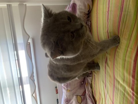 9 aylık british shorthair