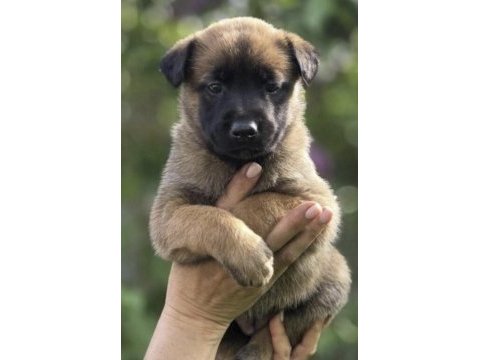 Malinois belçika kurdumuz