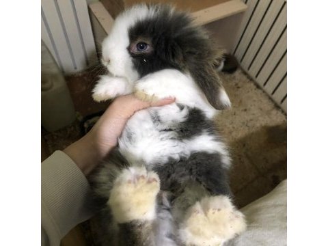 Safkan hollanda lop tavşanlar