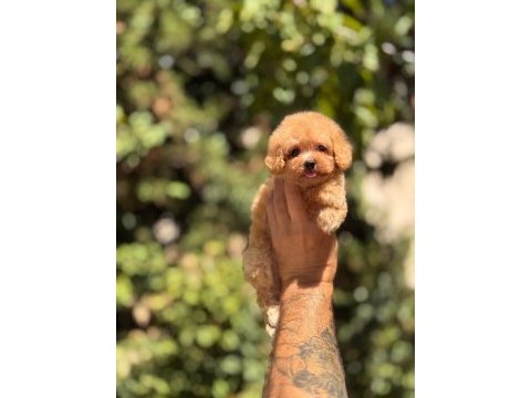 Hep küçük kalmasını isteyenler için poodle