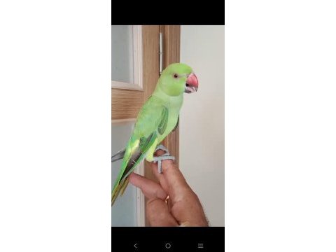 Ful evcil yeni yeni konuşan pakistan papağanı