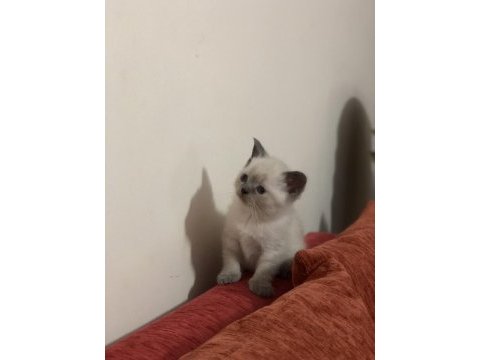 50 günlük scottish straight ve scottish fold yavrular