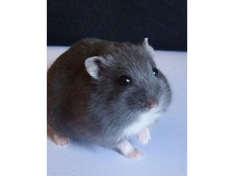 Bebek hamster yavruları