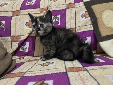 British chinchilla kırma yavrular