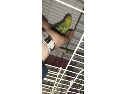 Yavru muhabbet kuşu bulunurlar