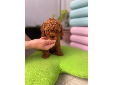 Anneler gününe özel poodle