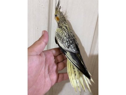 50 günlük kusursuz pearl sultan papağanı bebek