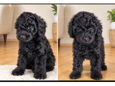 2 aylık 2 tane erkek poodle tuvalet eğitimi var