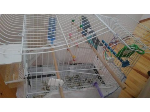 2 adet muhabbet kuşu kafes ve diğer malzemeleriyle