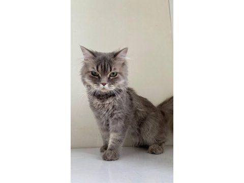 British longhair yavrumuz