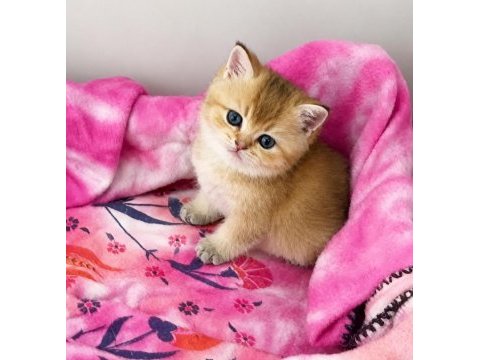 British shorthair black golden