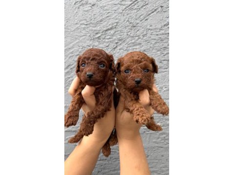 Kaliteli toy / kore poodle bebekler