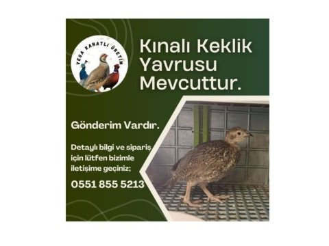 Yavru kınalı keklik