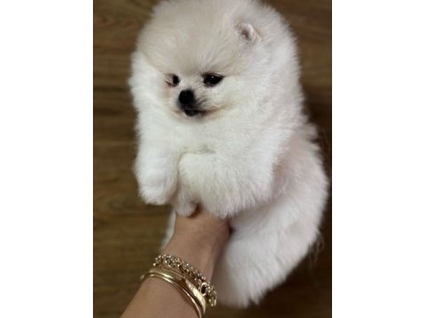Teddy bear boo yavrular taksitle heryere gönderilir 