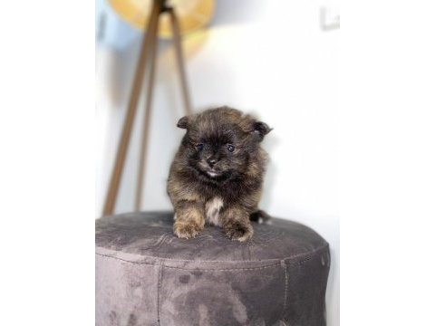 41 günlük pomeranian yavrularımız anne baba orjinal