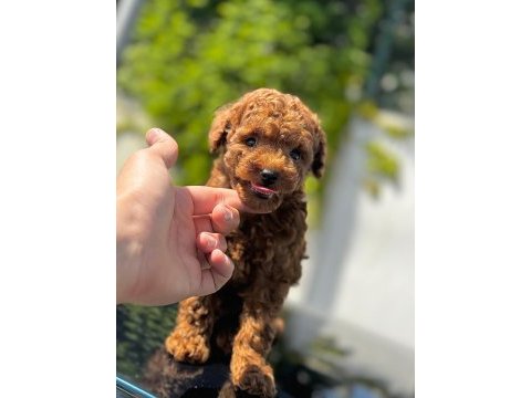 Red brown toy poodle mağazamızdan sizlere