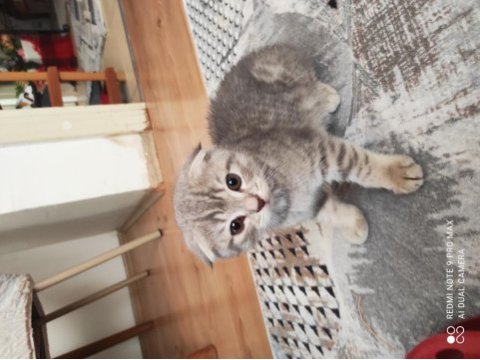 Scottish fold yavrumuz