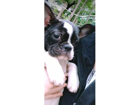 3 aylık french bulldog dişi