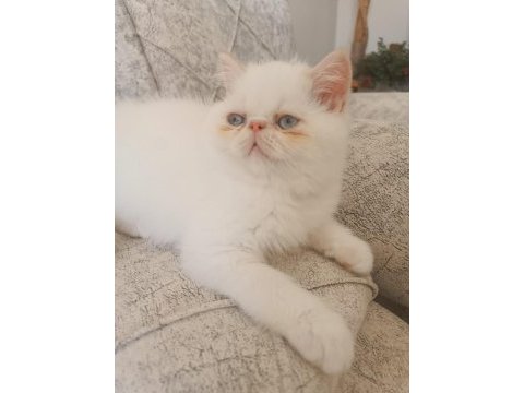 Exotic shorthair 2 aylık dişi