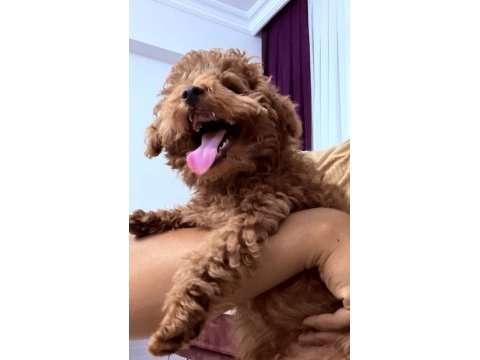 5 aylık yavru poodle