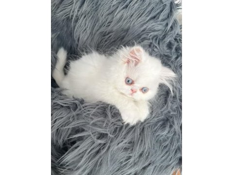 Safkan sağlıklı iran kedisi yavruları