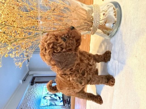 Safkan 1 erkek ve 1 dişi toy poodle
