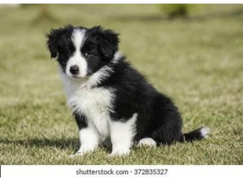 Muhteşem border collie yavrular