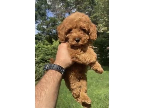 Poodle benzerliğiyle sevimli maltipoo bebekler