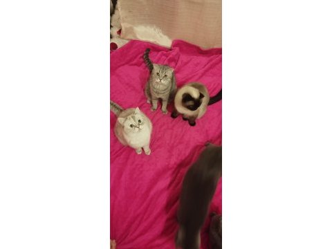 Yetiştirici olmak isteyenlere erkek ve dişi scottish fold