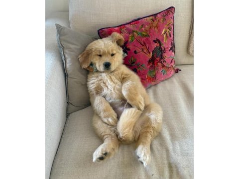 Golden retriever kapıda ödemeli çiftlik kredi kartı geçer