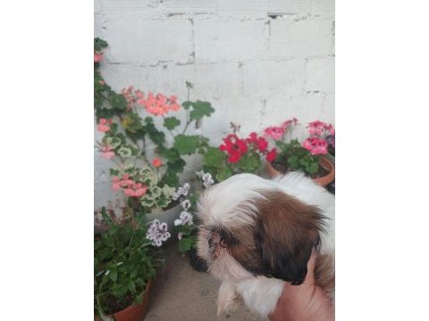 Safkan shih tzu bebekler
