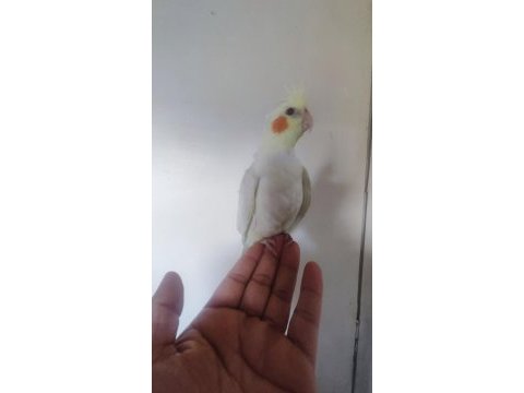 Erkek lutino sultan papağanı yavru