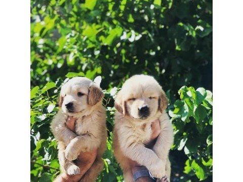 Golden retriever bebek yüz yavrularımız