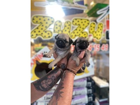 Pug yavrularımız