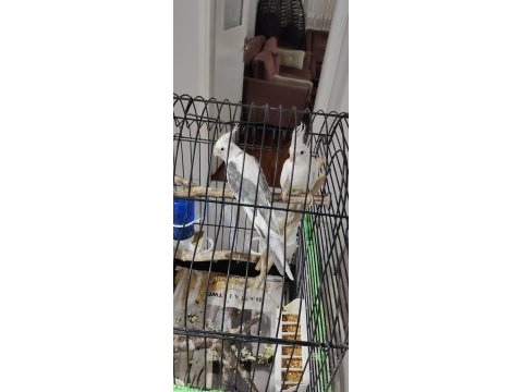 Çok sağlıklı bilezikli genç takım sultan papağanı