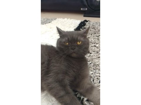 3 yasındaki british shorthair kedimiz sahiplendirilecektir