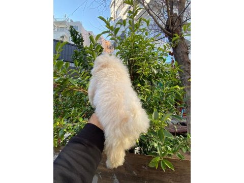 Bichon frise dişi yavrumuz