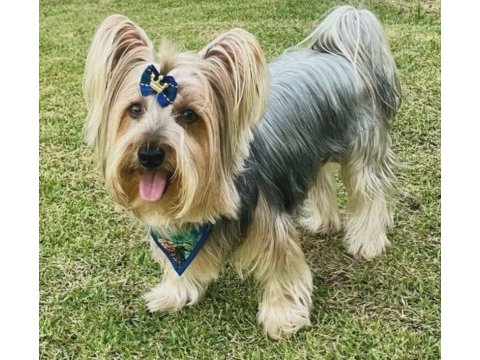 Tuvalet eğitimli full aşılı köpeğimiz
