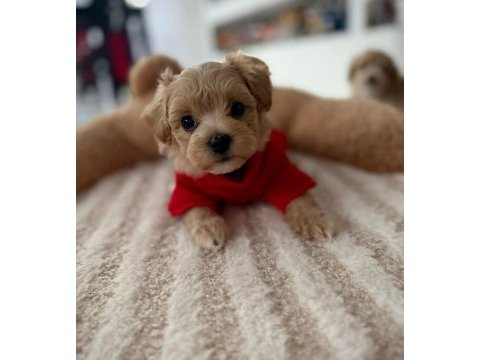 Maltipoo  yavrularımız 