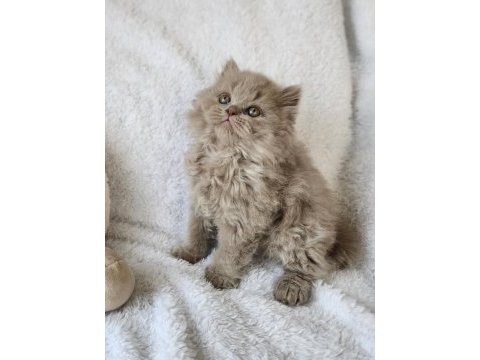 Kocaeli darıca minik pati kediler