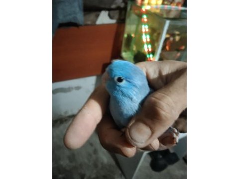 Yavru forpus papağanımız