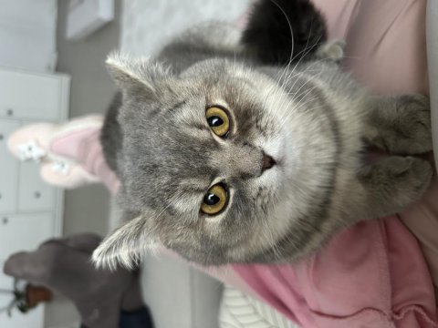 1.5 yaş british shorthair silver erkek kedimiz