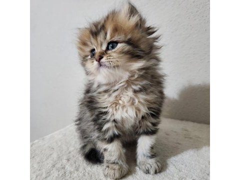 British longhair golden tabby