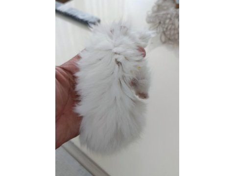 Chinchilla kedileri