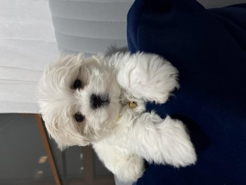 Küçük büyümeyen maltipoo bebekler